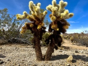 Joshua Tree National Park
