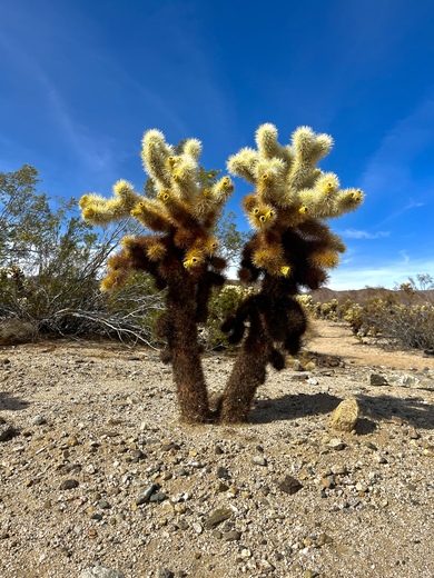 Joshua Tree National Park