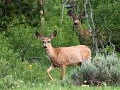 Mt Zirkle Wilderness