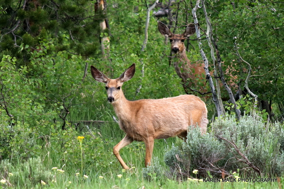 Mt Zirkle Wilderness
