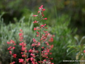 Mt. Zirkle Wilderness