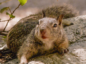 Yosemite National Park