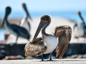 Dry Tortugas National park