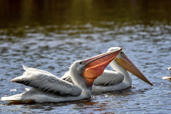 Everglades National park