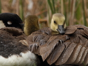 Shelter From the Storm