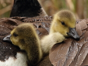 Shelter From the Storm