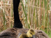 Shelter From the Storm