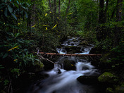 Great Smokey Mountains National Park