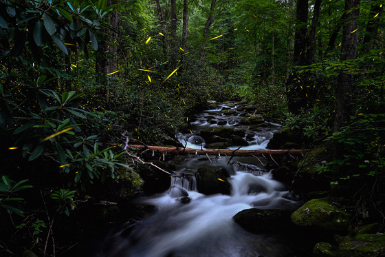 Great Smokey Mountains National Park
