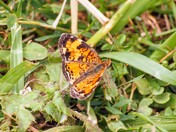 Pearl Crescent 