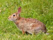 Eastern Cottontail