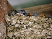 Baby Barn Swallows