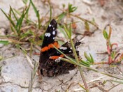 Red Admiral