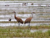 Sandhill cranes and mallards