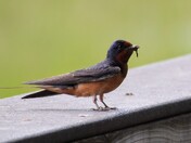 Barn Swallow