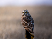 Short-Eared Owl
