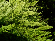 Redwood National and State Parks