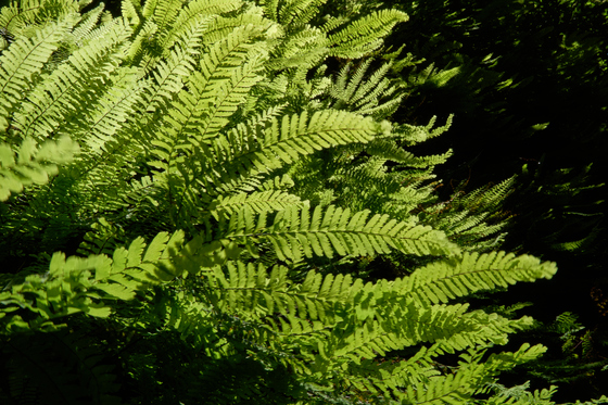 Redwood National and State Parks
