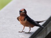 Barn Swallow 