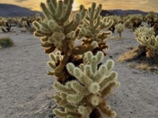 Joshua Tree National Park
