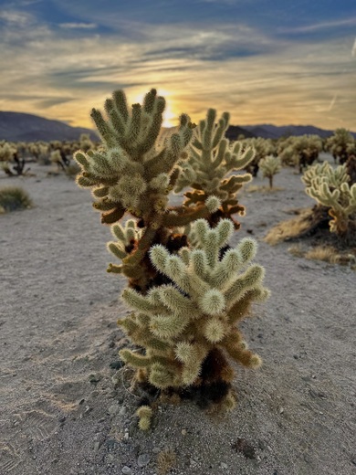 Joshua Tree National Park