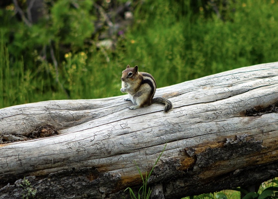 Yellowstone National Park