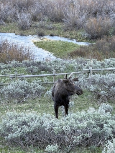 Bighorn National Forest