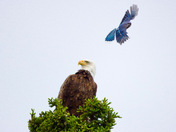 Blue Jays vs Bald Eagle 