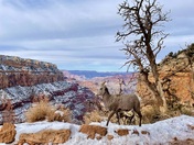 Grand Canyon National Park