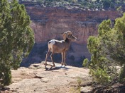 Colorado National Monument