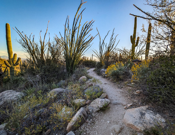 Sabino Canyon