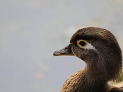 Wood Duck (femme)