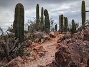Saguaro National Park