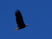 Glacier Bay National Park