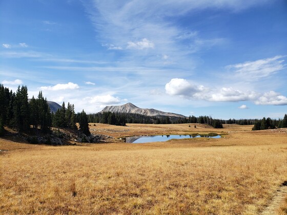 Medicine Bow National Forest
