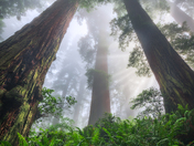 Redwood National and State Parks