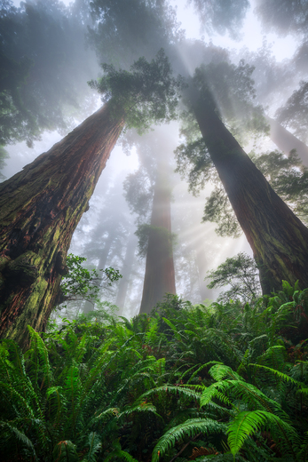 Redwood National and State Parks