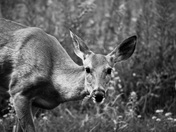 Yosemite National Park