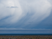 Polar bears rest in the kelp as a storm rolls in from a distance