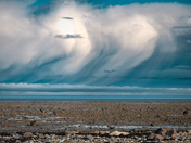 Polar bears rest in the kelp as a storm rolls in from a distance