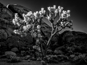 Joshua Tree National Park