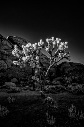 Joshua Tree National Park