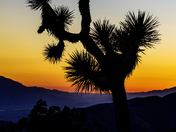 Joshua Tree National Park