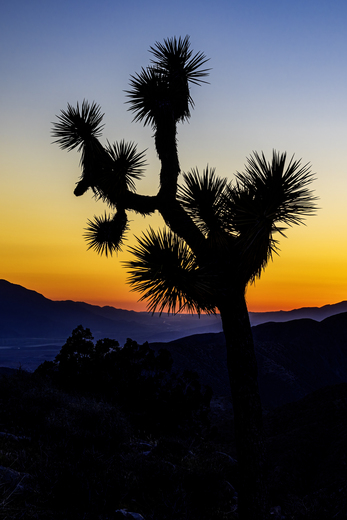 Joshua Tree National Park