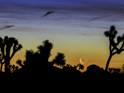 Joshua Tree National Park