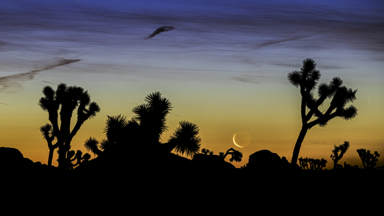 Joshua Tree National Park