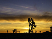 Joshua Tree National Park