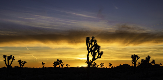 Joshua Tree National Park