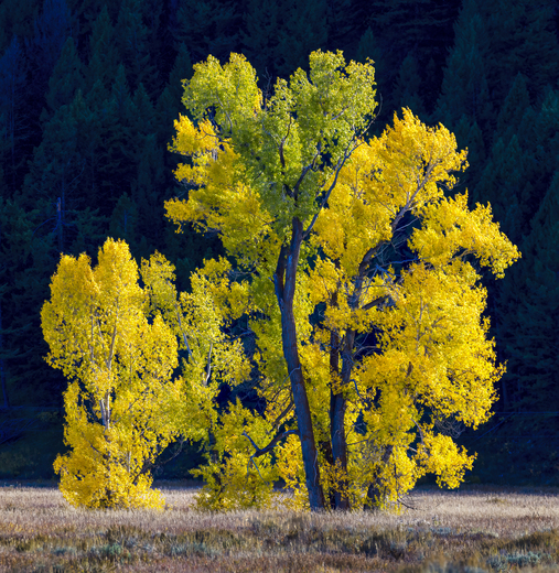 Grand Teton National Park