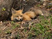 Sleepy fox kit